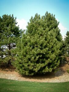 Сосна Чёрная (Pinus Nigra) купить по цене от 270.00р. в интернет-магазине «Посадика» с доставкой почтой в в Черноголовкае и по всей России – [изображение №1].