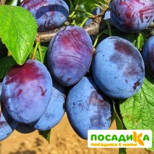 Слива Чачакская ранняя купить по цене от 229.00р. в интернет-магазине «Посадика» с доставкой почтой в в Черноголовкае и по всей России – [изображение №1].