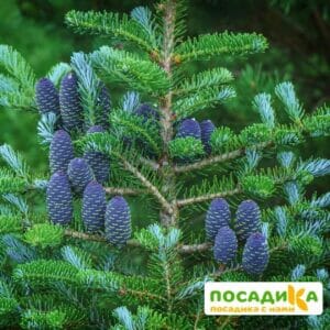 Пихта корейская (Abies koreana) купить по цене от 450.00р. в интернет-магазине «Посадика» с доставкой почтой в в Черноголовкае и по всей России – [изображение №1].