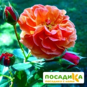 Роза Арабия купить по цене от 350.00р. в интернет-магазине «Посадика» с доставкой почтой в в Черноголовкае и по всей России – [изображение №1].