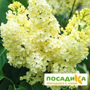 Сирень Примроуз (Primrose) купить по цене от 529.00р. в интернет-магазине «Посадика» с доставкой почтой в в Черноголовкае и по всей России – [изображение №1].