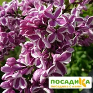 Сирень Сенсация купить по цене от 529.00р. в интернет-магазине «Посадика» с доставкой почтой в в Черноголовкае и по всей России – [изображение №1].