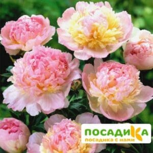 Пион Распберри Сандей (Paeonia Raspberry Sundae) купить по цене от 959р. в интернет-магазине «Посадика» с доставкой почтой в в Черноголовкае и по всей России – [изображение №1].