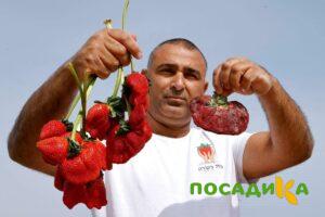 Клубника Гигант Джорнея купить по цене от 266р. в интернет-магазине «Посадика» с доставкой почтой в в Черноголовкае и по всей России – [изображение №1].