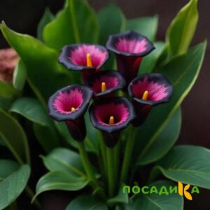 Калла Аура Лейс купить по цене от 400р. в интернет-магазине «Посадика» с доставкой почтой в в Черноголовкае и по всей России – [изображение №1].