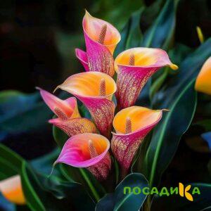 Калла Оникс купить по цене от 450р. в интернет-магазине «Посадика» с доставкой почтой в в Черноголовкае и по всей России – [изображение №1].