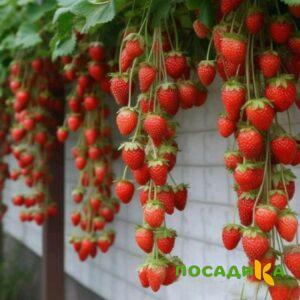 Клубника вьющаяся Комплимент купить по цене от 470р. в интернет-магазине «Посадика» с доставкой почтой в в Черноголовкае и по всей России – [изображение №1].