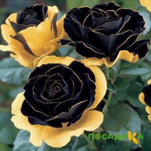 Роза Ханни Сикл купить по цене от 700р. в интернет-магазине «Посадика» с доставкой почтой в в Черноголовкае и по всей России – [изображение №1].