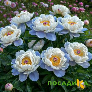 Пион акварельный Этюд купить по цене от 806р. в интернет-магазине «Посадика» с доставкой почтой в в Черноголовкае и по всей России – [изображение №1].