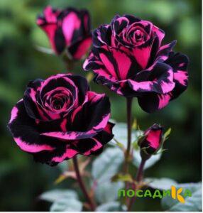 Роза Багровый Шепот купить по цене от 366р. в интернет-магазине «Посадика» с доставкой почтой в в Черноголовкае и по всей России – [изображение №1].
