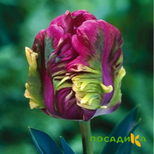 Тюльпан Экзотик Хэвен купить по цене от 186р. в интернет-магазине «Посадика» с доставкой почтой в в Черноголовкае и по всей России – [изображение №1].